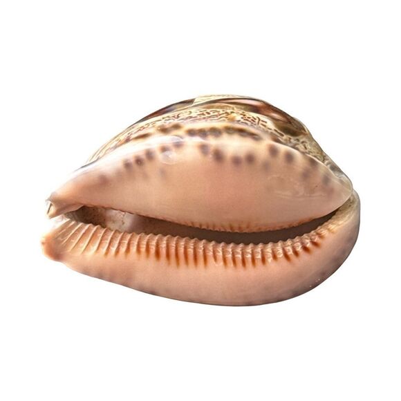 Carved Shell Flower - Picture 4 of 6